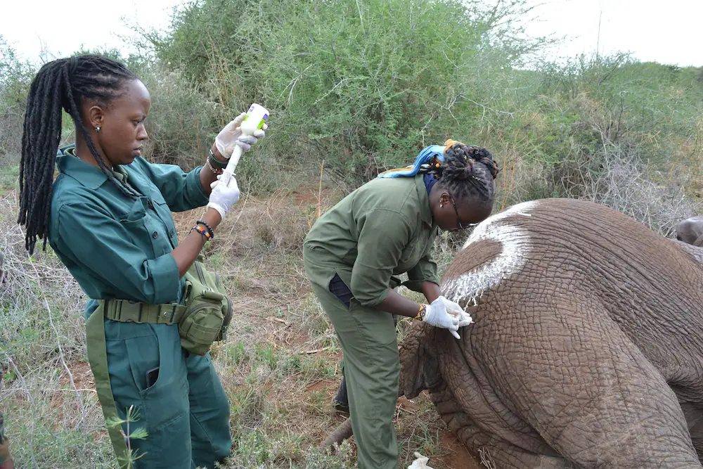 KWS Recruitment 2023/2024 Application Portal | www.kws.go.ke